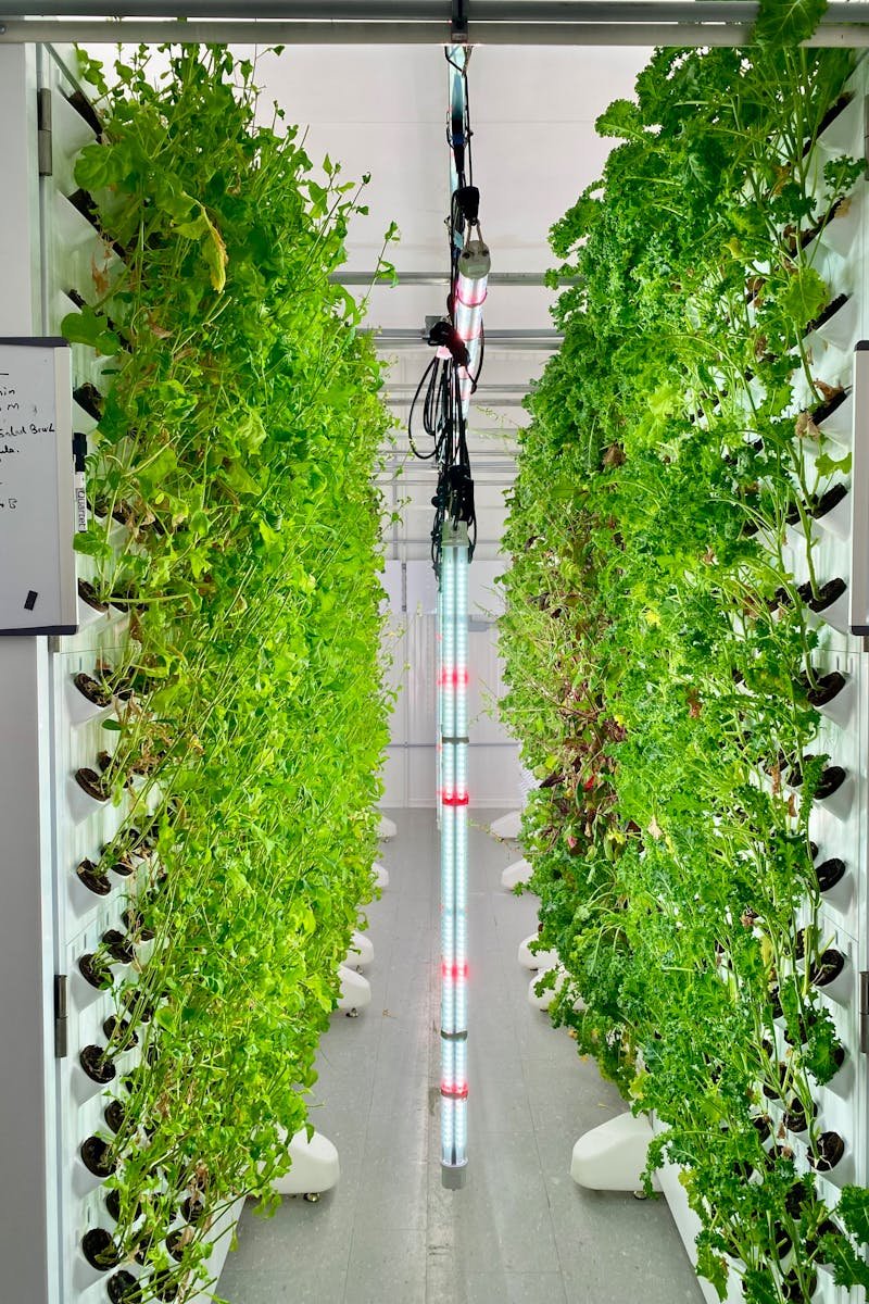 Vertical hydroponics system with lush greens and LED lights.