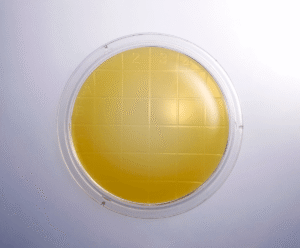 Top Down View of Contact Plate with TSA Agar