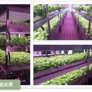 plant factory vertical farming system Singapore