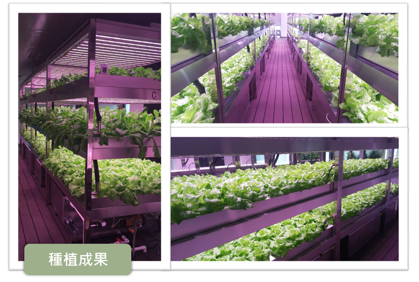 plant factory vertical farming system Singapore