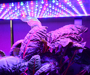 ProGrowth LED grow light Z series plant research